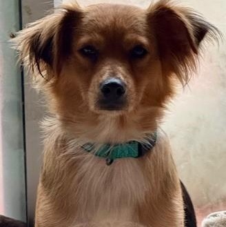 Enlarge LONDON, a Adoptable mixed breed in houston, TX image 1/5