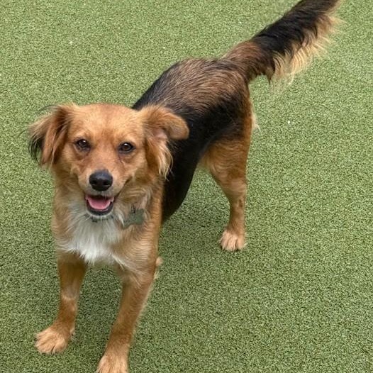 Enlarge LONDON, a Adoptable mixed breed in houston, TX image 2/5