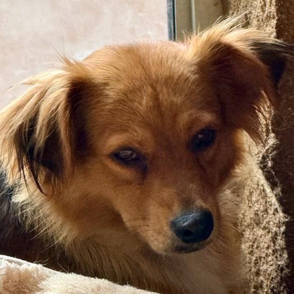 Enlarge LONDON, a Adoptable mixed breed in houston, TX image 3/5