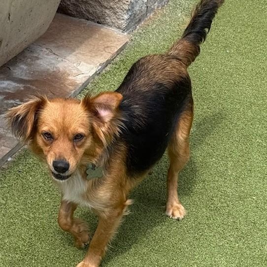 Enlarge LONDON, a Adoptable mixed breed in houston, TX image 5/5