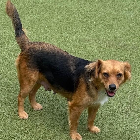 Enlarge LONDON, a Adoptable mixed breed in houston, TX image 4/5