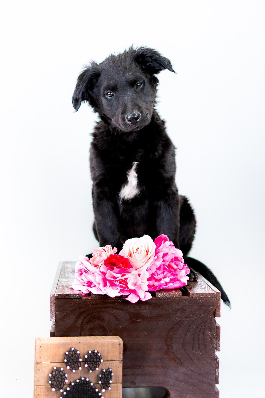 350-26, ADOPTABLE, Puppy Female Labrador Retriever.