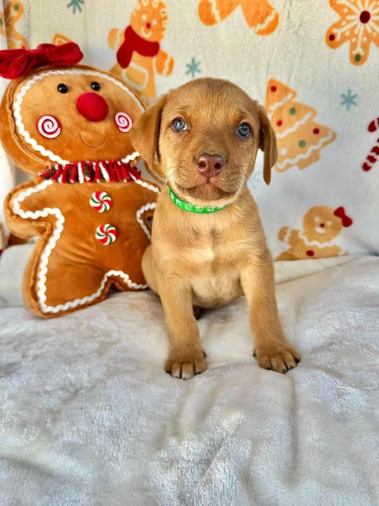 August Gentry thumbnail 4