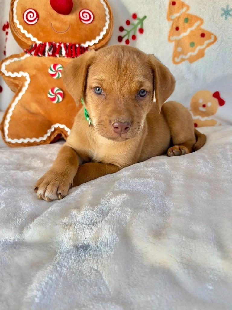 August Gentry thumbnail 5