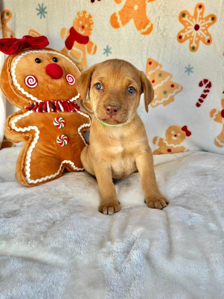 August Gentry thumbnail 6