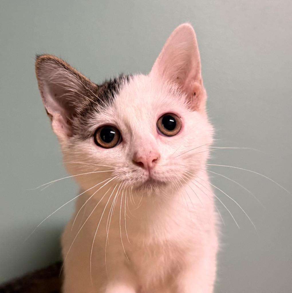 Karlie, ADOPTABLE, Young Female Domestic Short Hair.