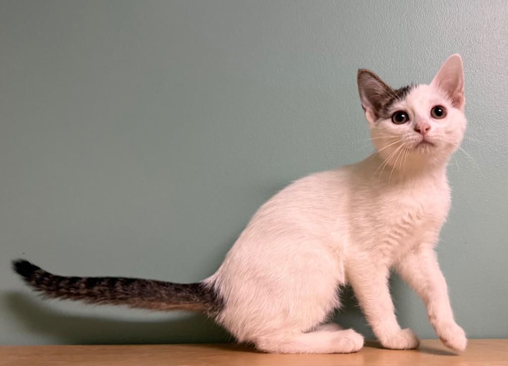 Karlie, a ADOPTABLE Domestic Short Hair in Amery, WI image 2/3