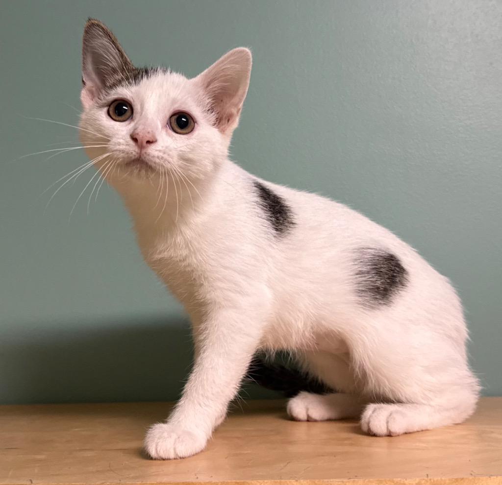 Karlie, a ADOPTABLE Domestic Short Hair in Amery, WI image 3/3