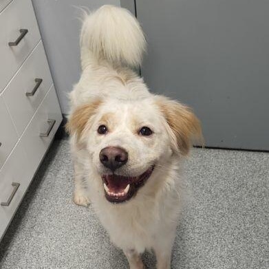 Enlarge Jesse, a Adoptable mixed breed in Tinley Park, IL image 2/2