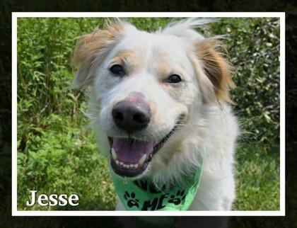 Enlarge Jesse, a Adoptable mixed breed in Tinley Park, IL image 1/2