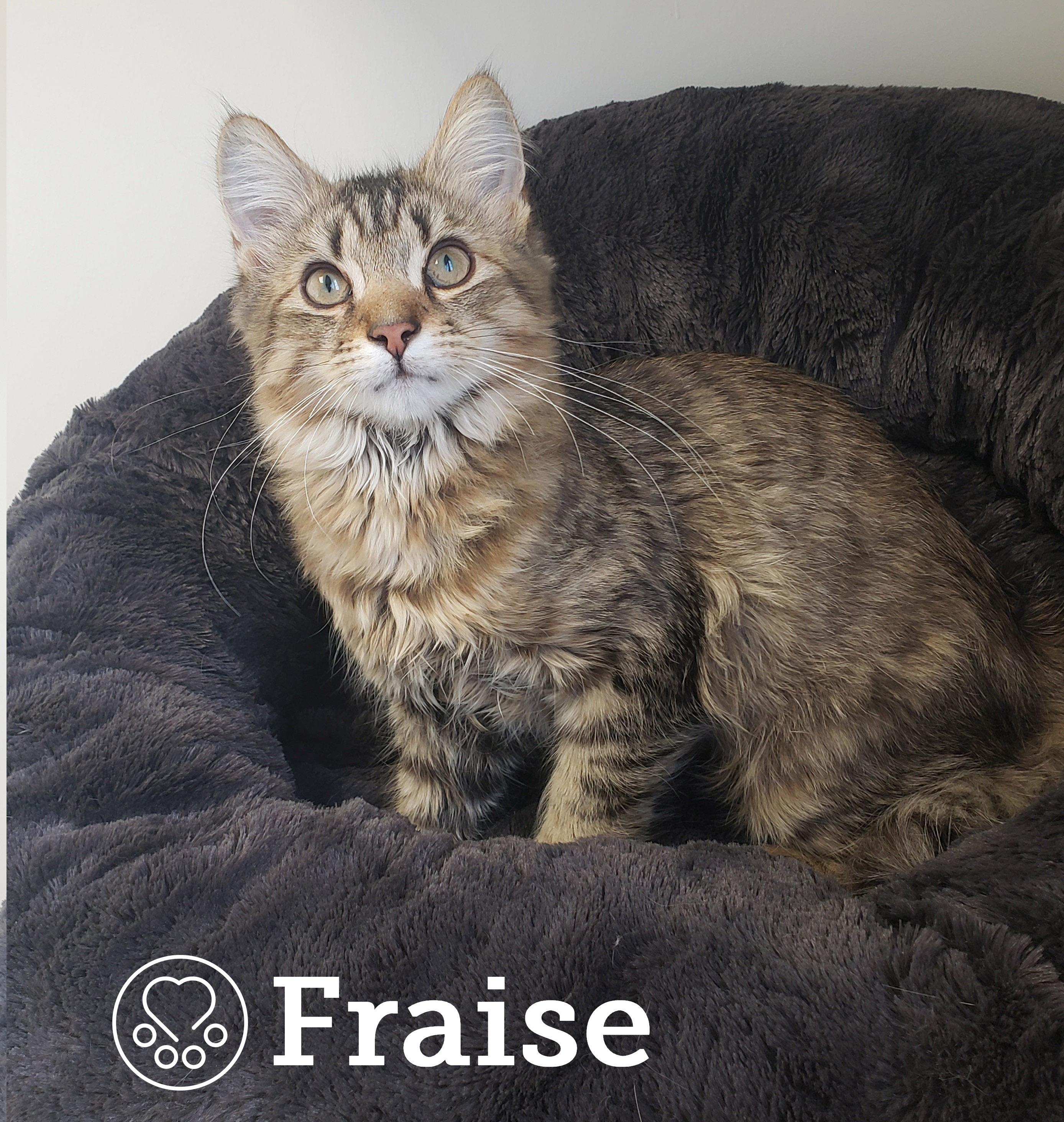 Fraise, an adoptable Domestic Medium Hair in Anjou, QC image 1/2