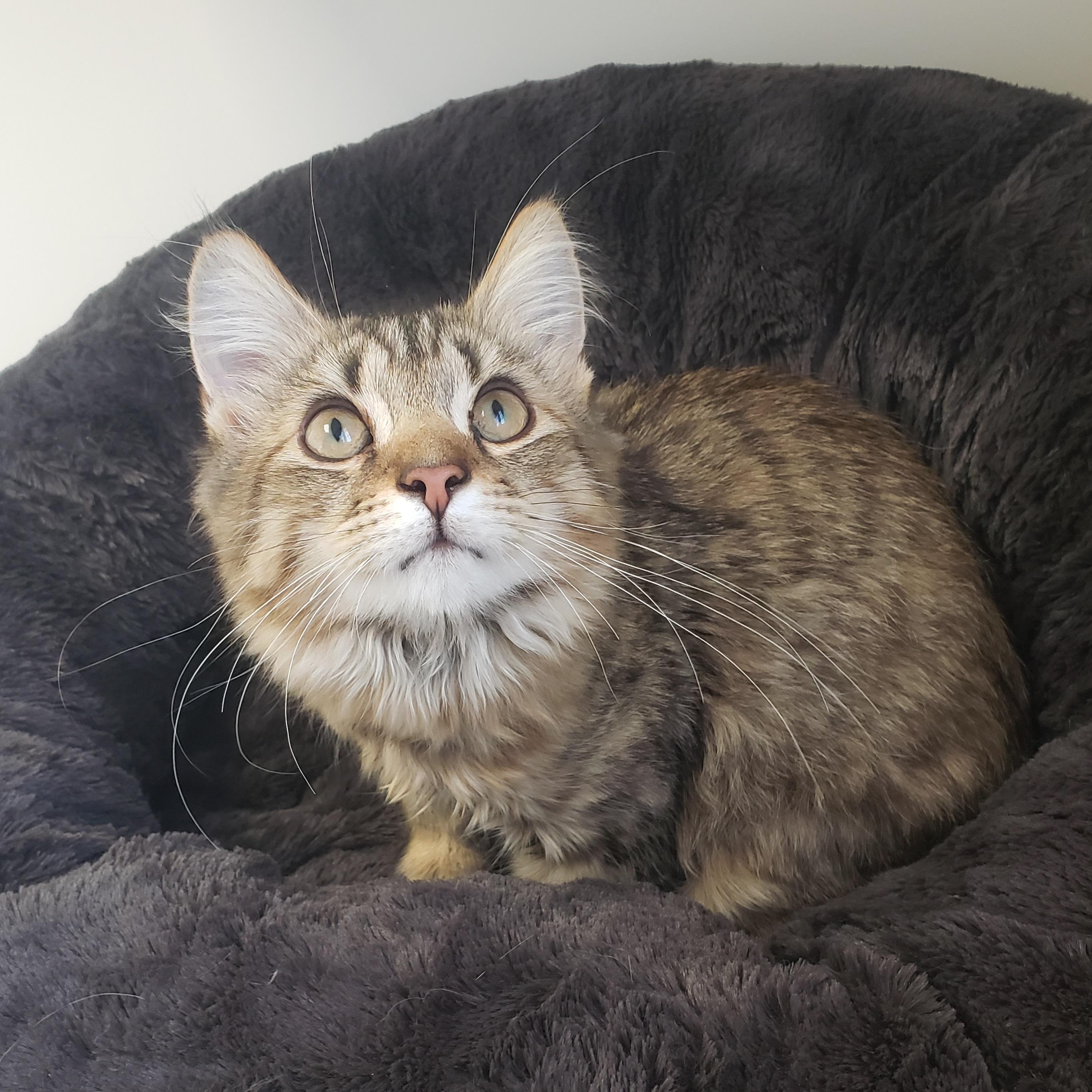 Fraise, an adoptable Domestic Medium Hair in Anjou, QC image 2/2