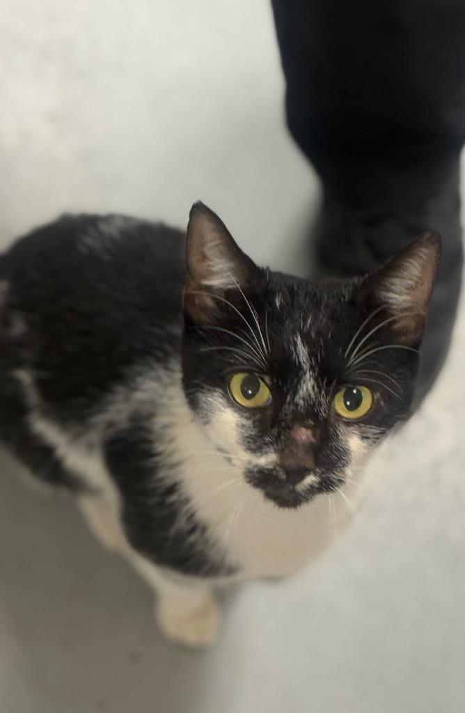 Ripley, Adoptable, Adult Female Domestic Short Hair.