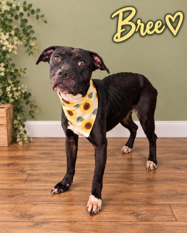Enlarge Bree, a Adoptable mixed breed in Lafayette, LA image 2/2