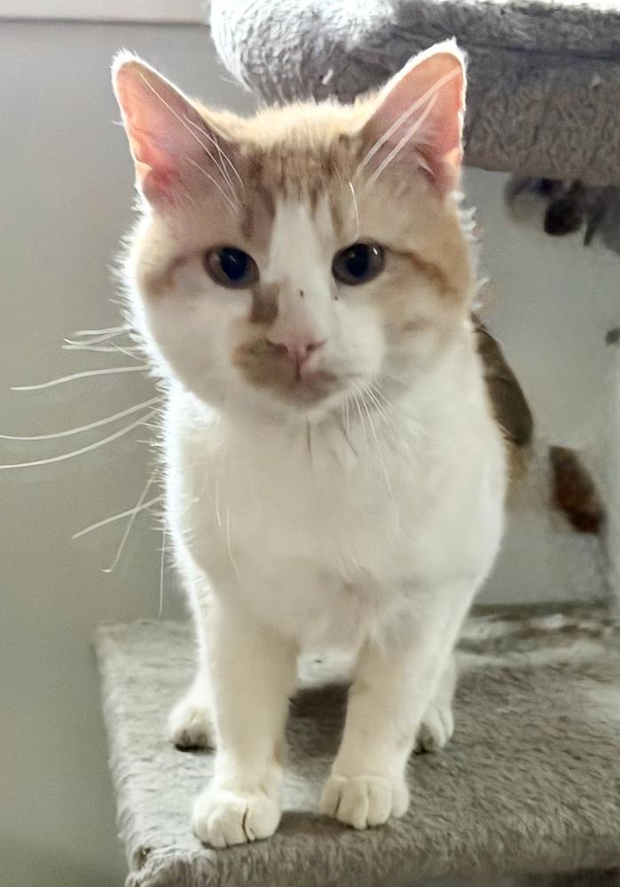 Papi, an adopted Domestic Short Hair in Chicago, IL image 1/6