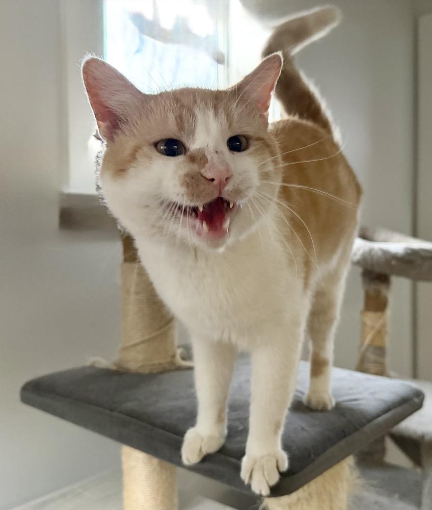 Papi, adopted, Adult Male Domestic Short Hair.