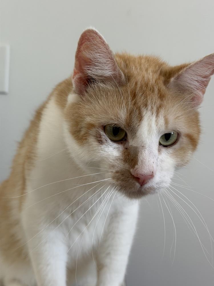 Enlarge Papi, an adopted Domestic Short Hair in Chicago, IL image 1/4