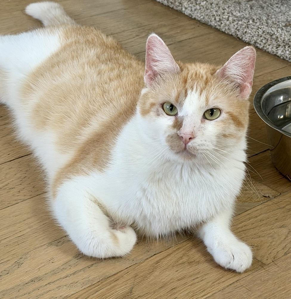 Enlarge Papi, an adopted Domestic Short Hair in Chicago, IL image 2/4
