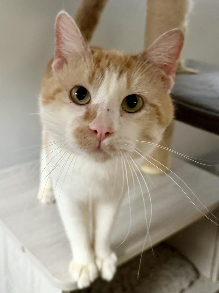 Papi, an adopted Domestic Short Hair in Chicago, IL image 5/6