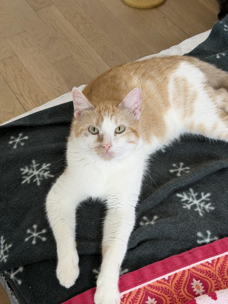 Enlarge Papi, an adopted Domestic Short Hair in Chicago, IL image 2/4