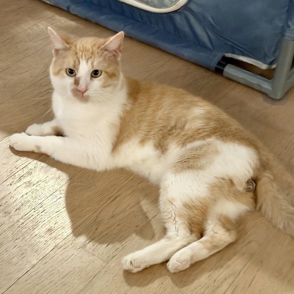 Papi, an adopted Domestic Short Hair in Chicago, IL image 6/6