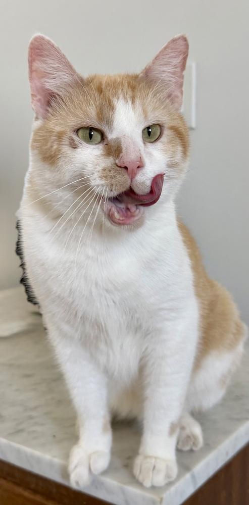 Enlarge Papi, an adopted Domestic Short Hair in Chicago, IL image 3/4