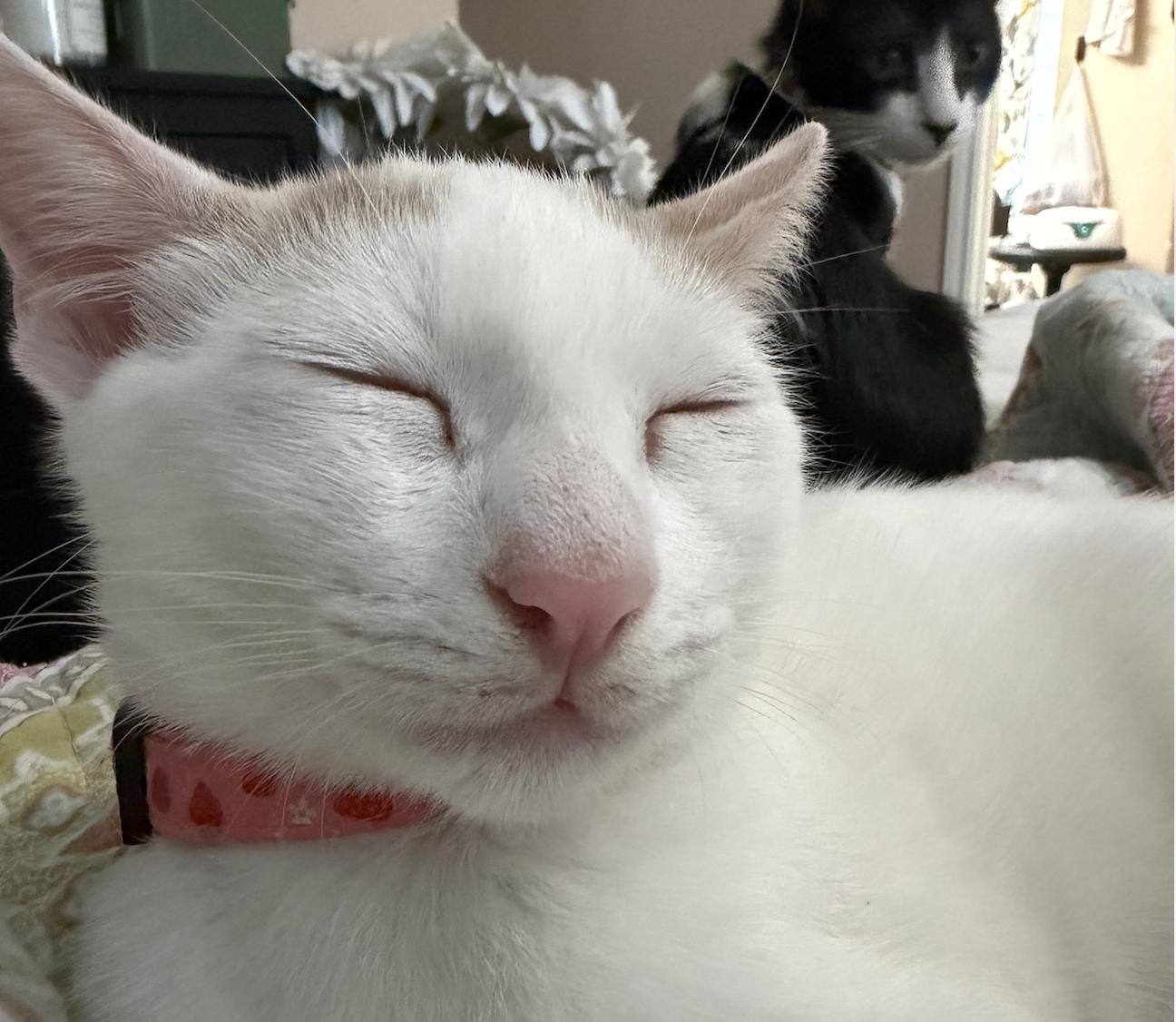 Enlarge Nimbus, a Adoptable American Shorthair in Round Rock, TX image 2/6