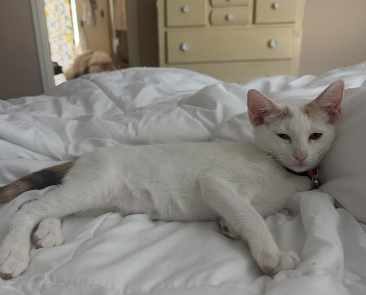 Nimbus, Adoptable, Kitten Female American Shorthair.