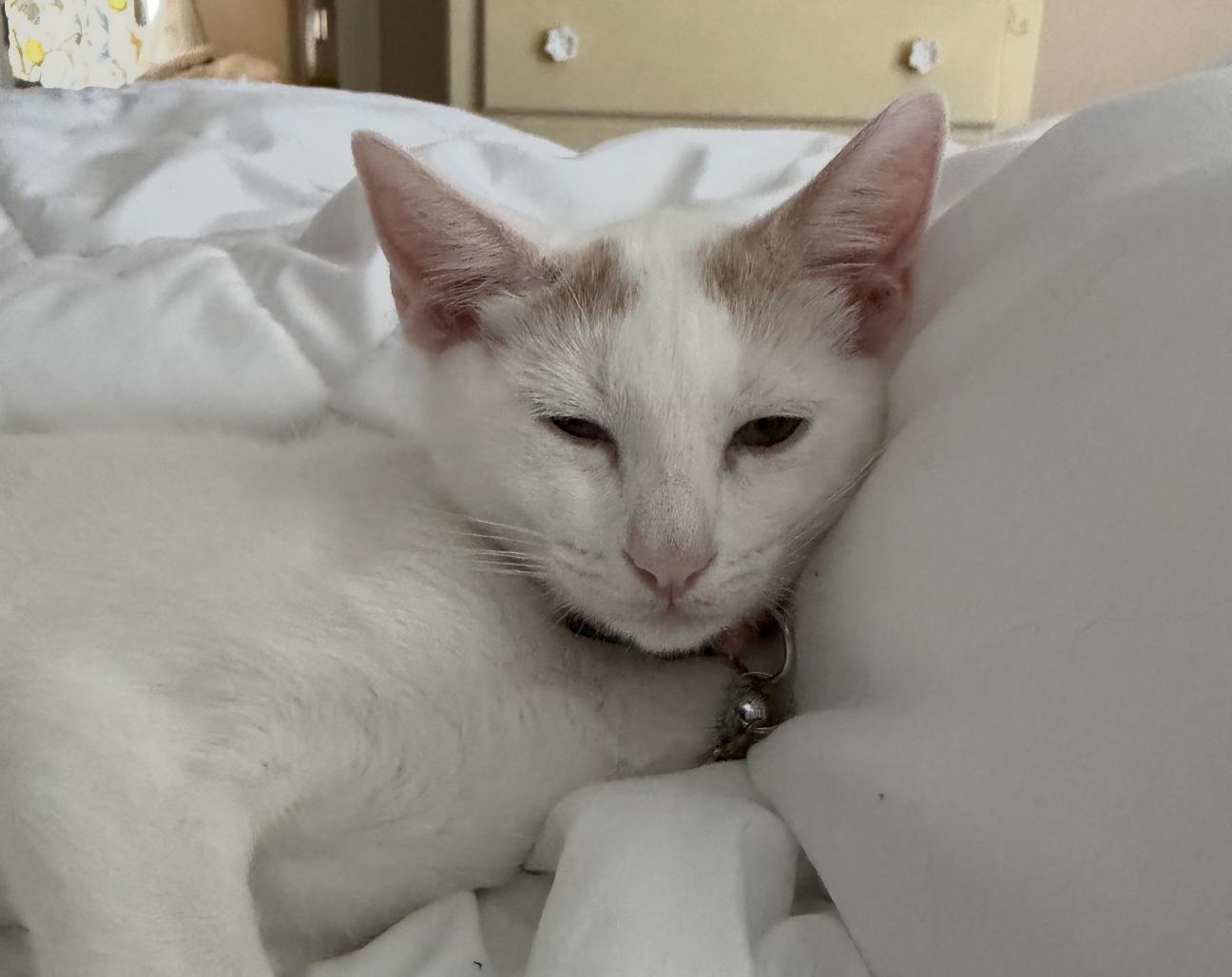 Enlarge Nimbus, a Adoptable American Shorthair in Round Rock, TX image 3/6