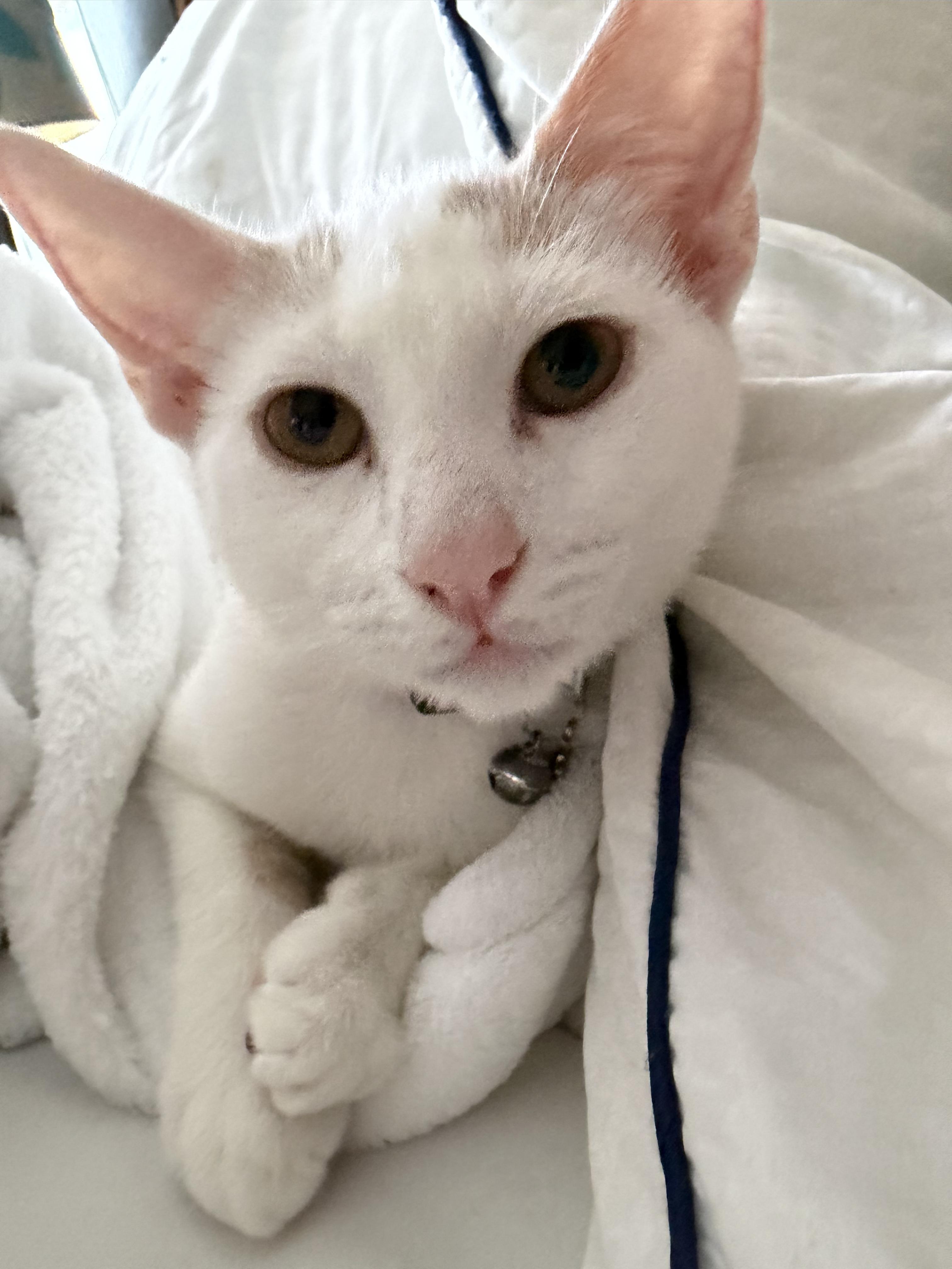 Enlarge Nimbus, a Adoptable American Shorthair in Round Rock, TX image 6/6
