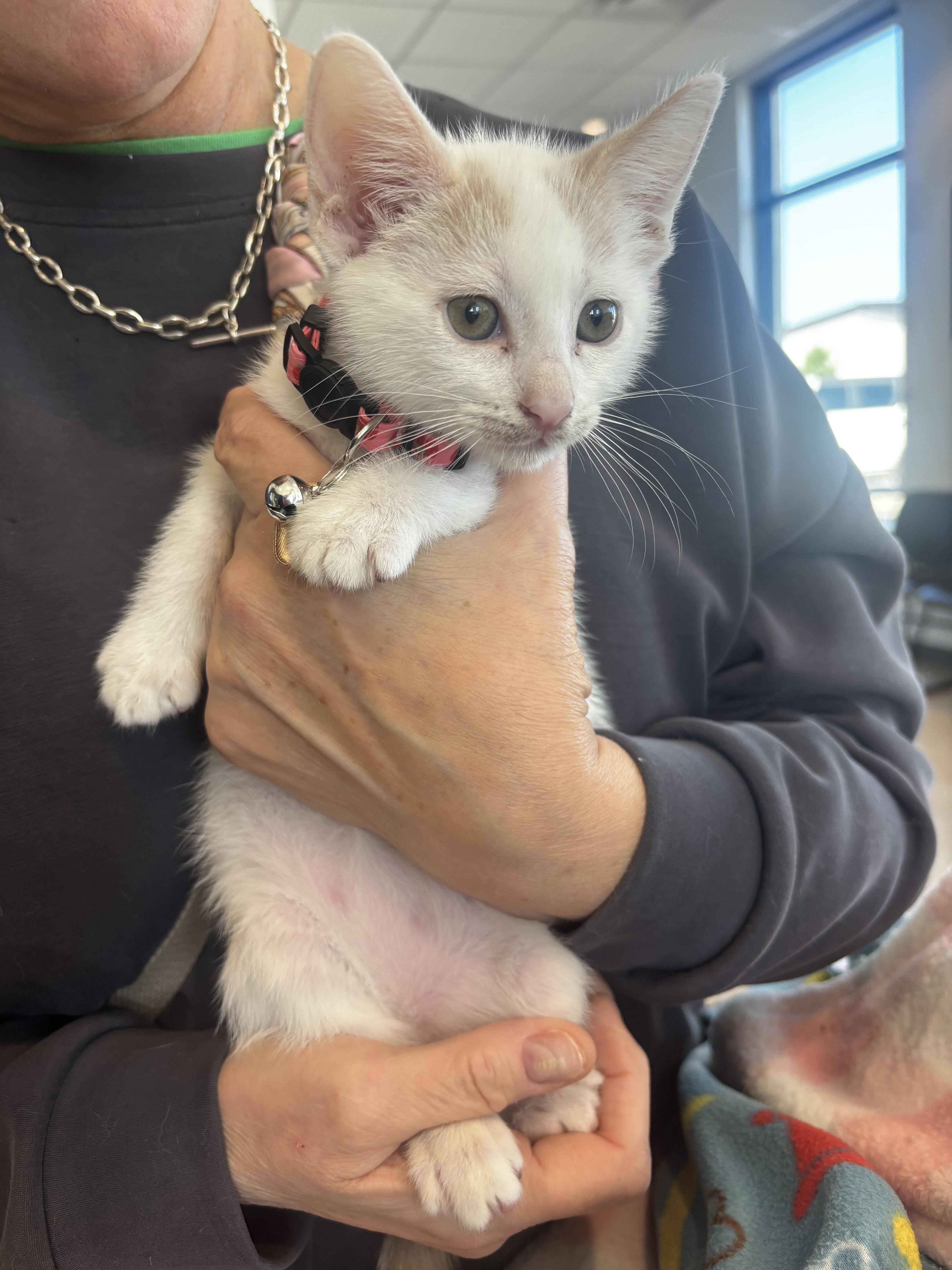 Enlarge Nimbus, a Adoptable American Shorthair in Round Rock, TX image 5/6