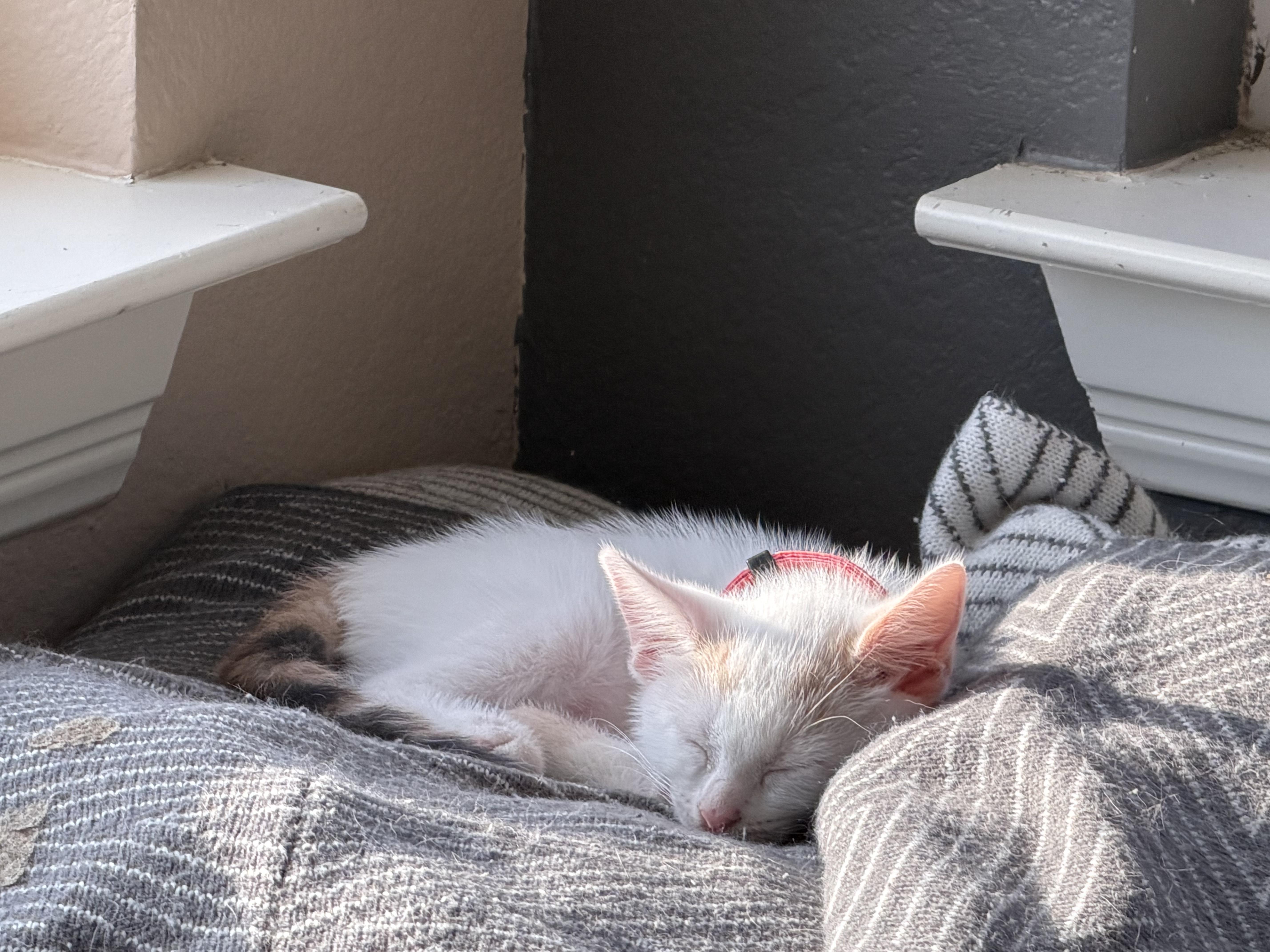 Enlarge Nimbus, a Adoptable American Shorthair in Round Rock, TX image 4/6