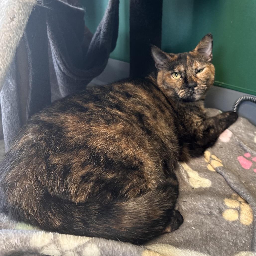 Enlarge Nutmeg, a Adoptable Domestic Short Hair in Mount Vernon, IN image 1/5