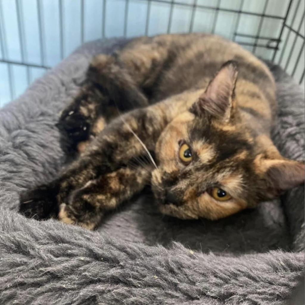 Nutmeg, Adoptable, Adult Female Domestic Short Hair.