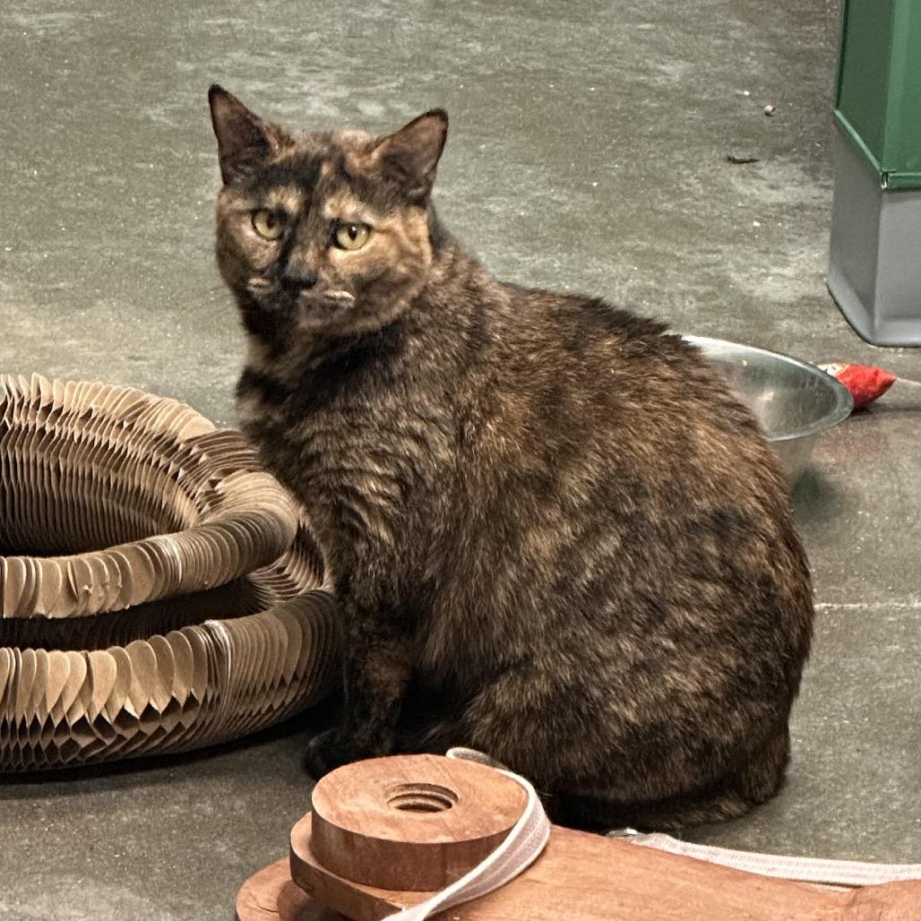 Enlarge Nutmeg, a Adoptable Domestic Short Hair in Mount Vernon, IN image 3/6