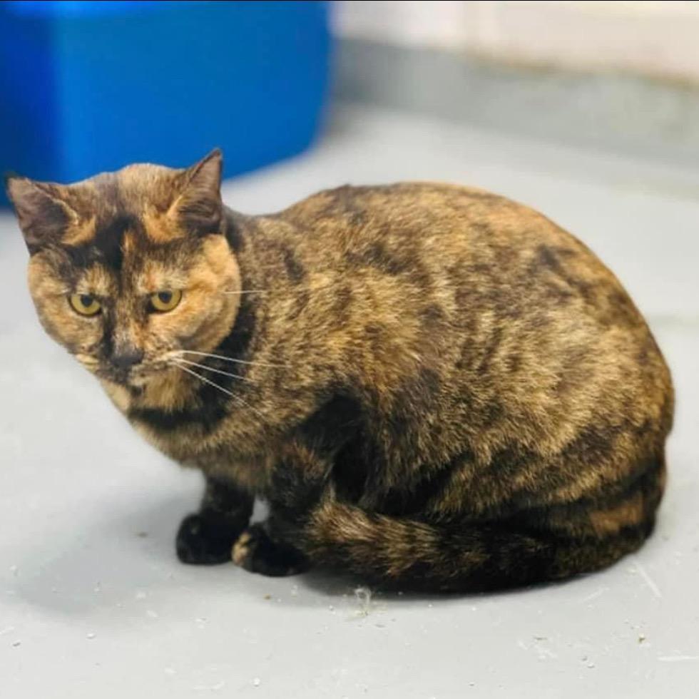 Nutmeg, a Adoptable Domestic Short Hair in Mount Vernon, IN image 2/3