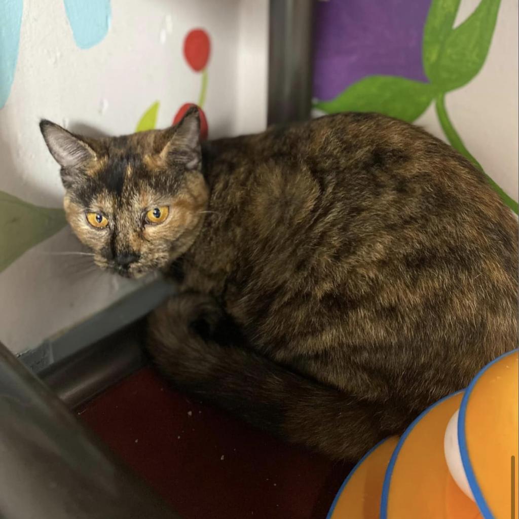 Nutmeg, a Adoptable Domestic Short Hair in Mount Vernon, IN image 3/3