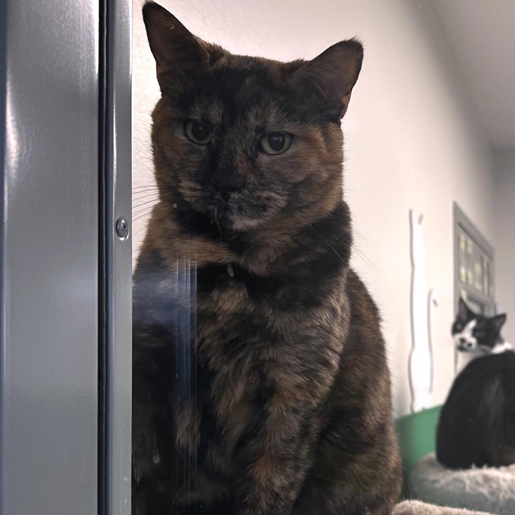 Enlarge Nutmeg, a Adoptable Domestic Short Hair in Mount Vernon, IN image 5/5