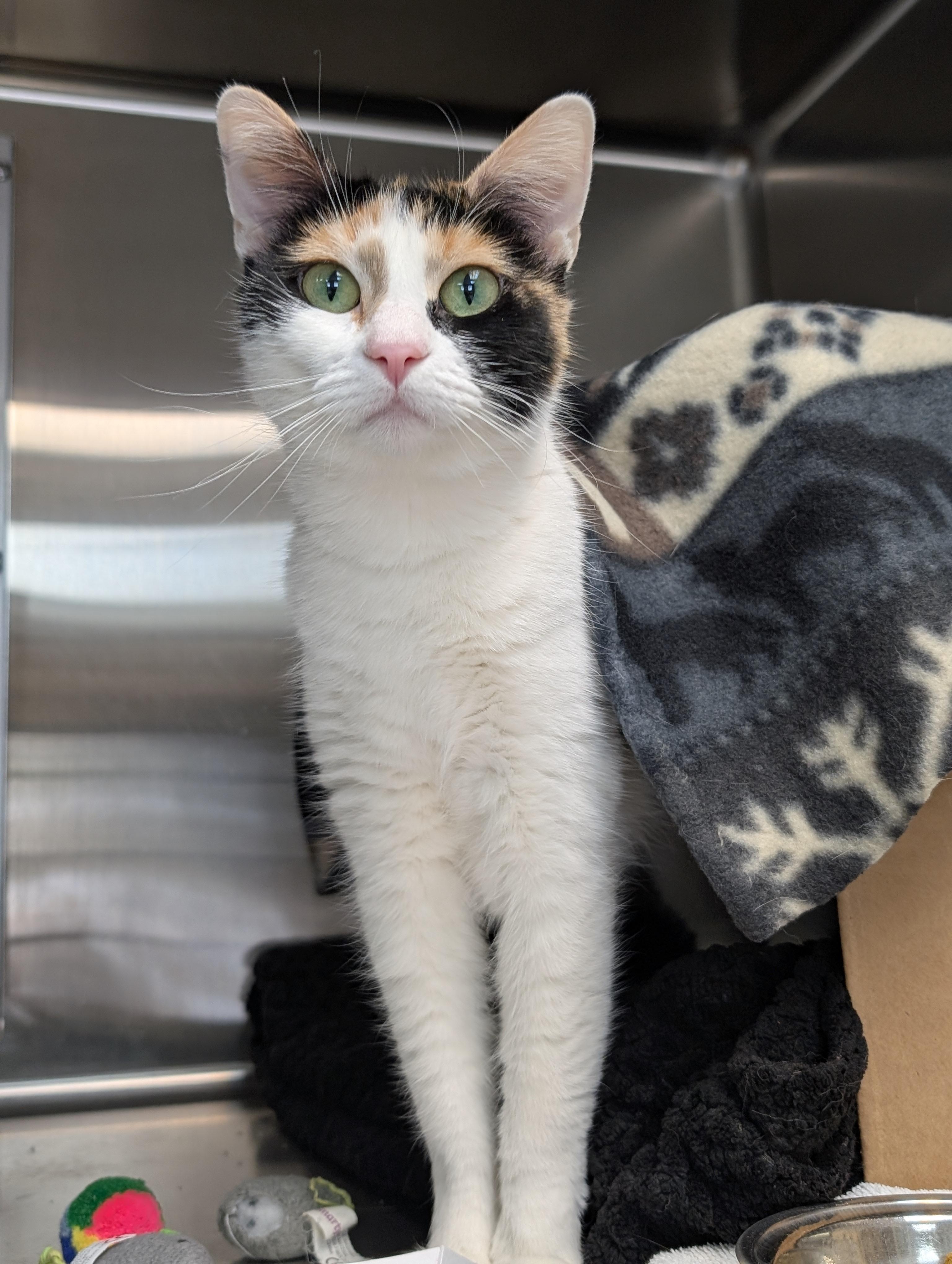 Enlarge Kibbles, a ADOPTABLE Domestic Short Hair in Jefferson, WI image 2/2