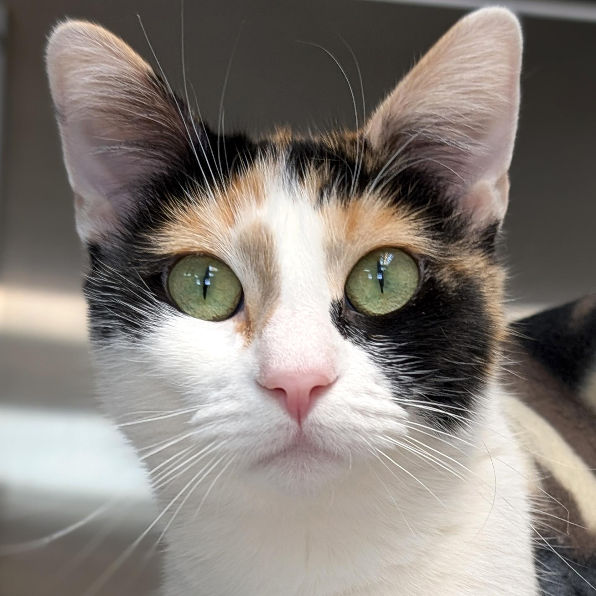 Kibbles, ADOPTABLE, Senior Female Domestic Short Hair.