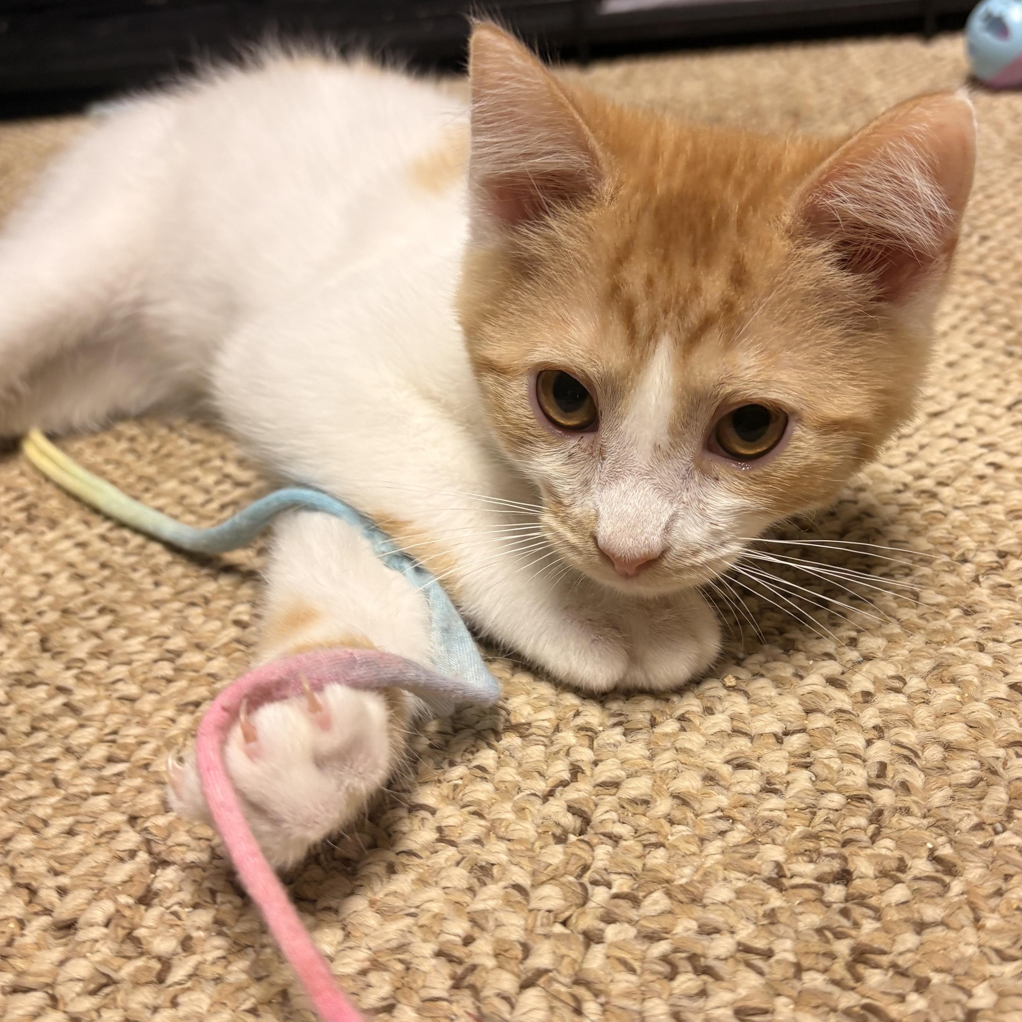 Enlarge Ojo, a ADOPTABLE Domestic Short Hair in Austintown, OH image 3/3