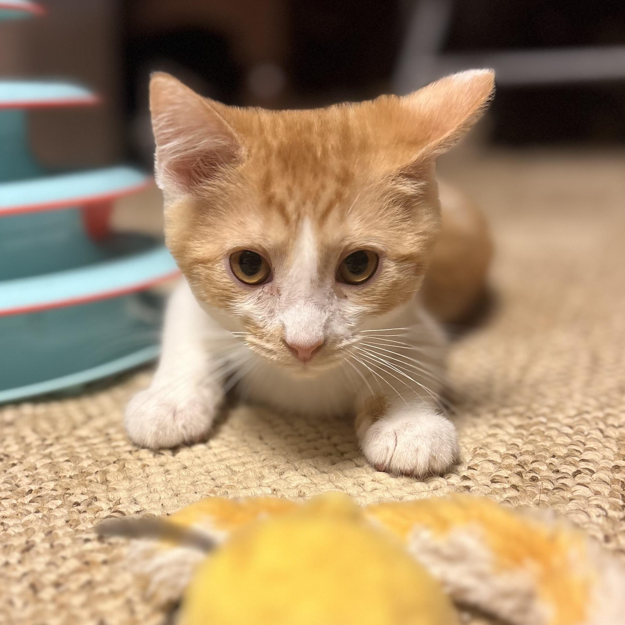 Ojo, ADOPTABLE, Kitten Male Domestic Short Hair.