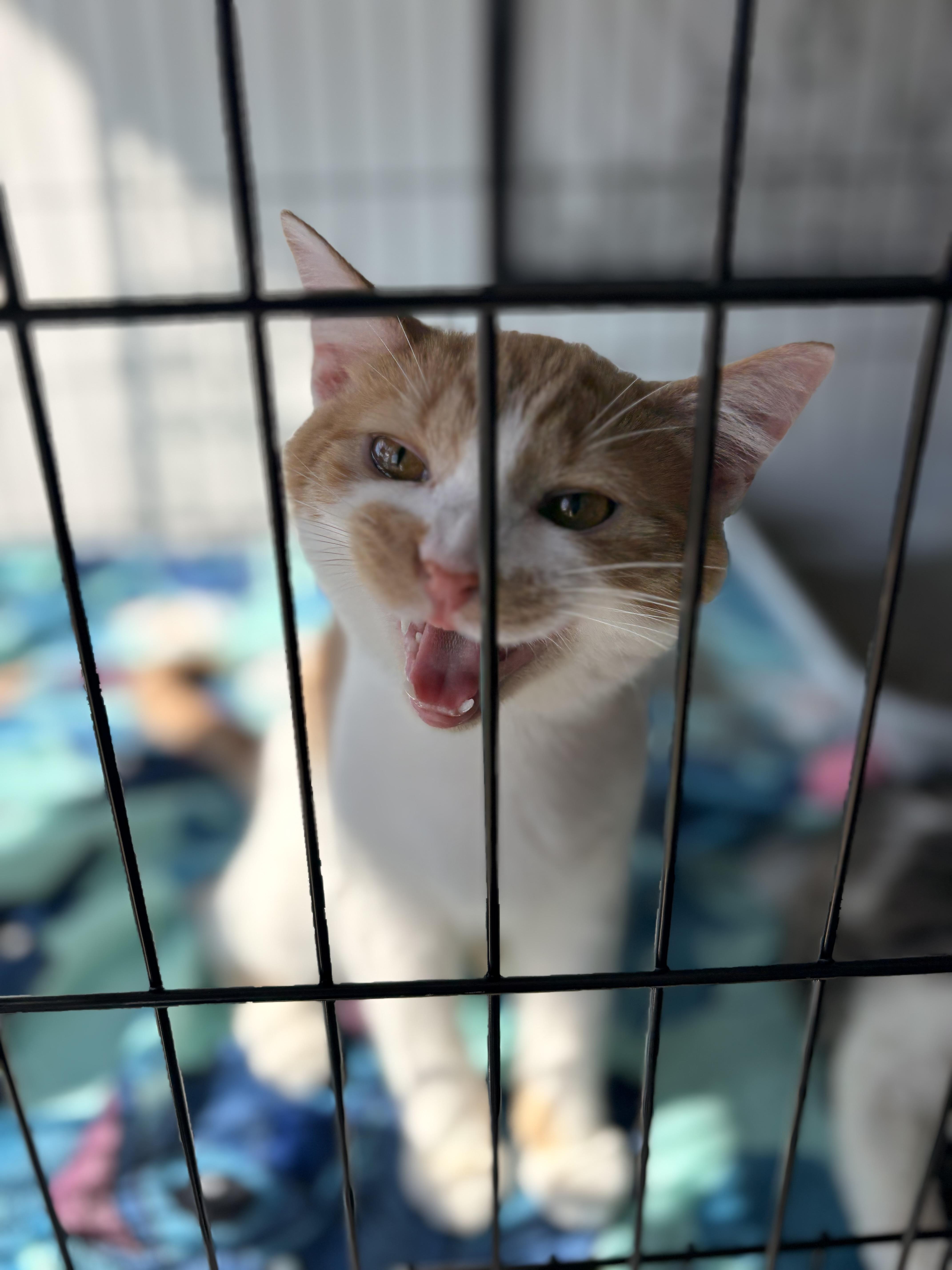 Ojo, Adoptable, Kitten Male Domestic Short Hair.