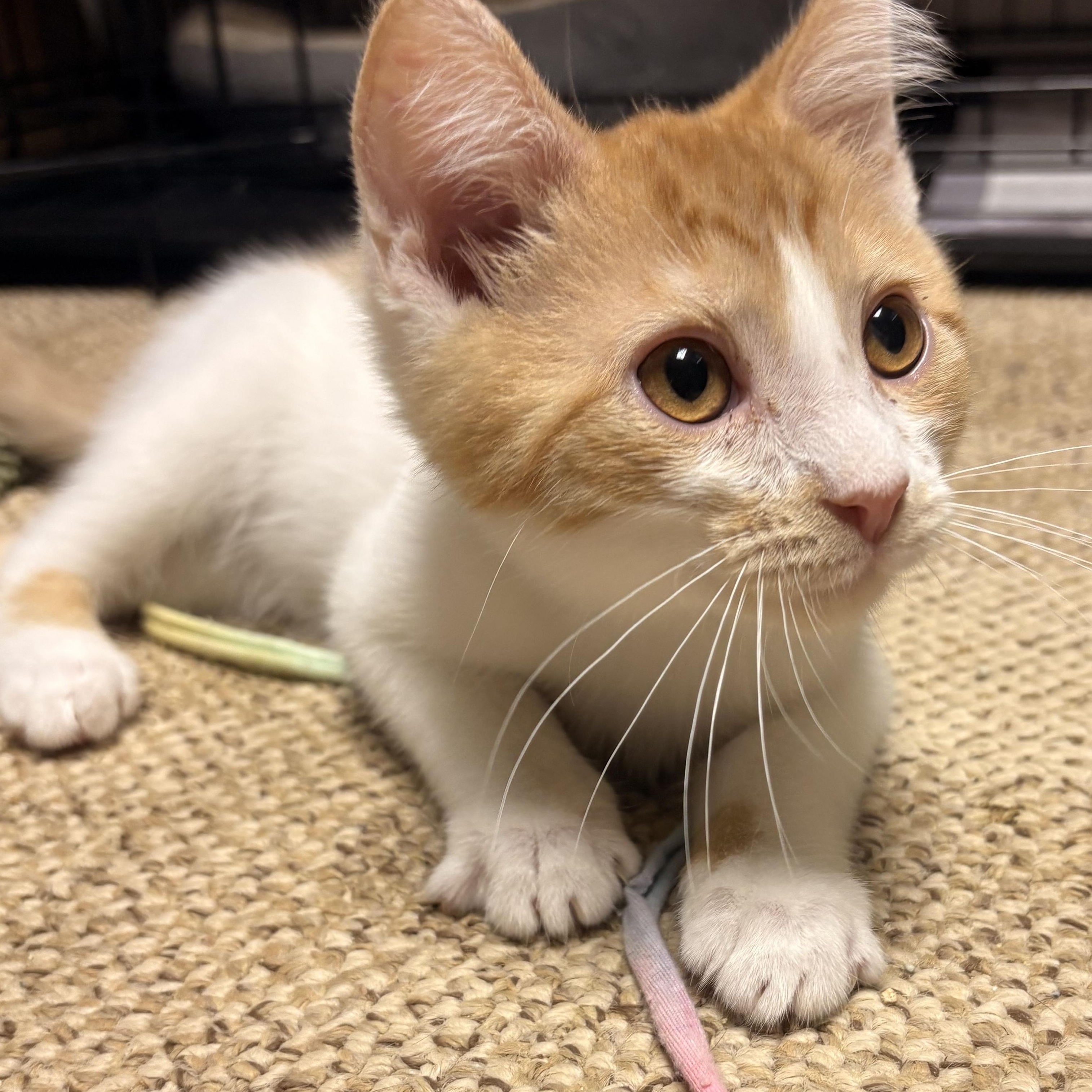 Enlarge Ojo, a ADOPTABLE Domestic Short Hair in Austintown, OH image 2/3