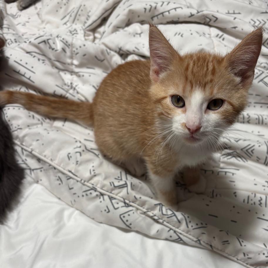 Xtra Cheese, Adoptable, Young Male Domestic Short Hair.