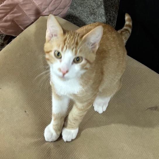 Xtra Cheese, a Adoptable Domestic Short Hair in Buffalo, MN image 2/2