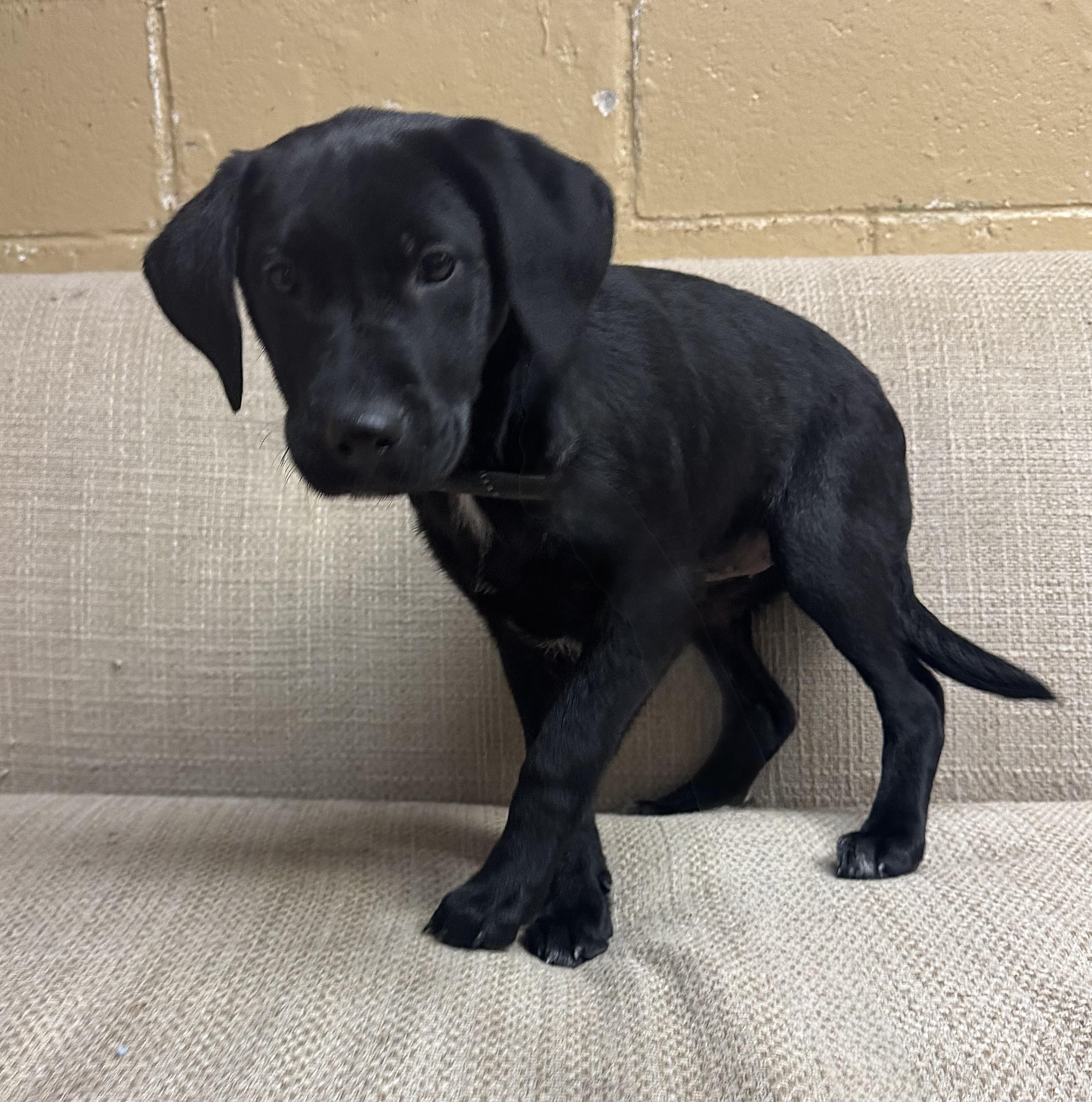 Tallulah, adopted, Puppy Female Labrador Retriever.