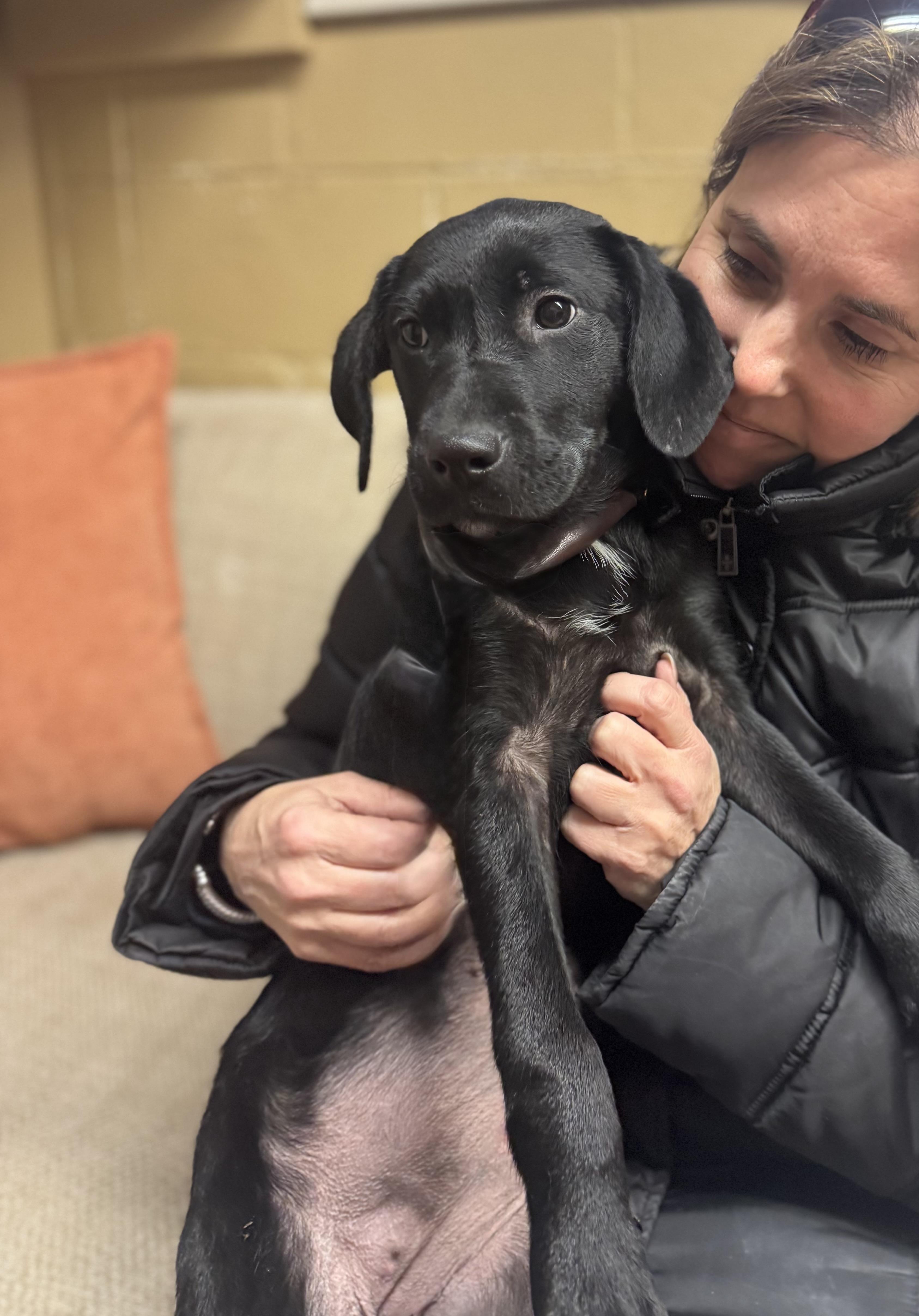 Enlarge Tallulah, an adopted Labrador Retriever in Long Beach, NY image 2/4