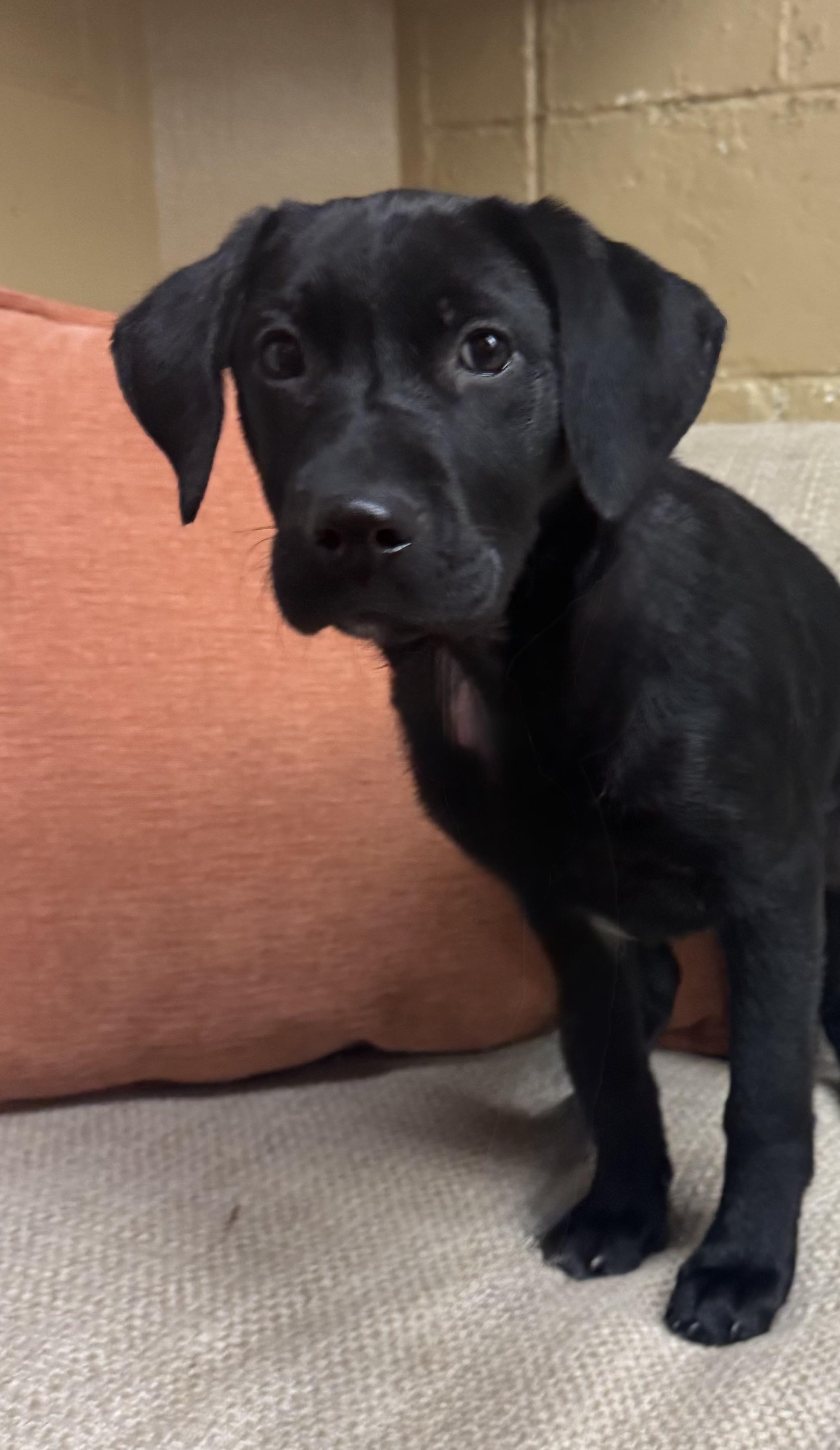 Enlarge Tallulah, an adopted Labrador Retriever in Long Beach, NY image 3/4
