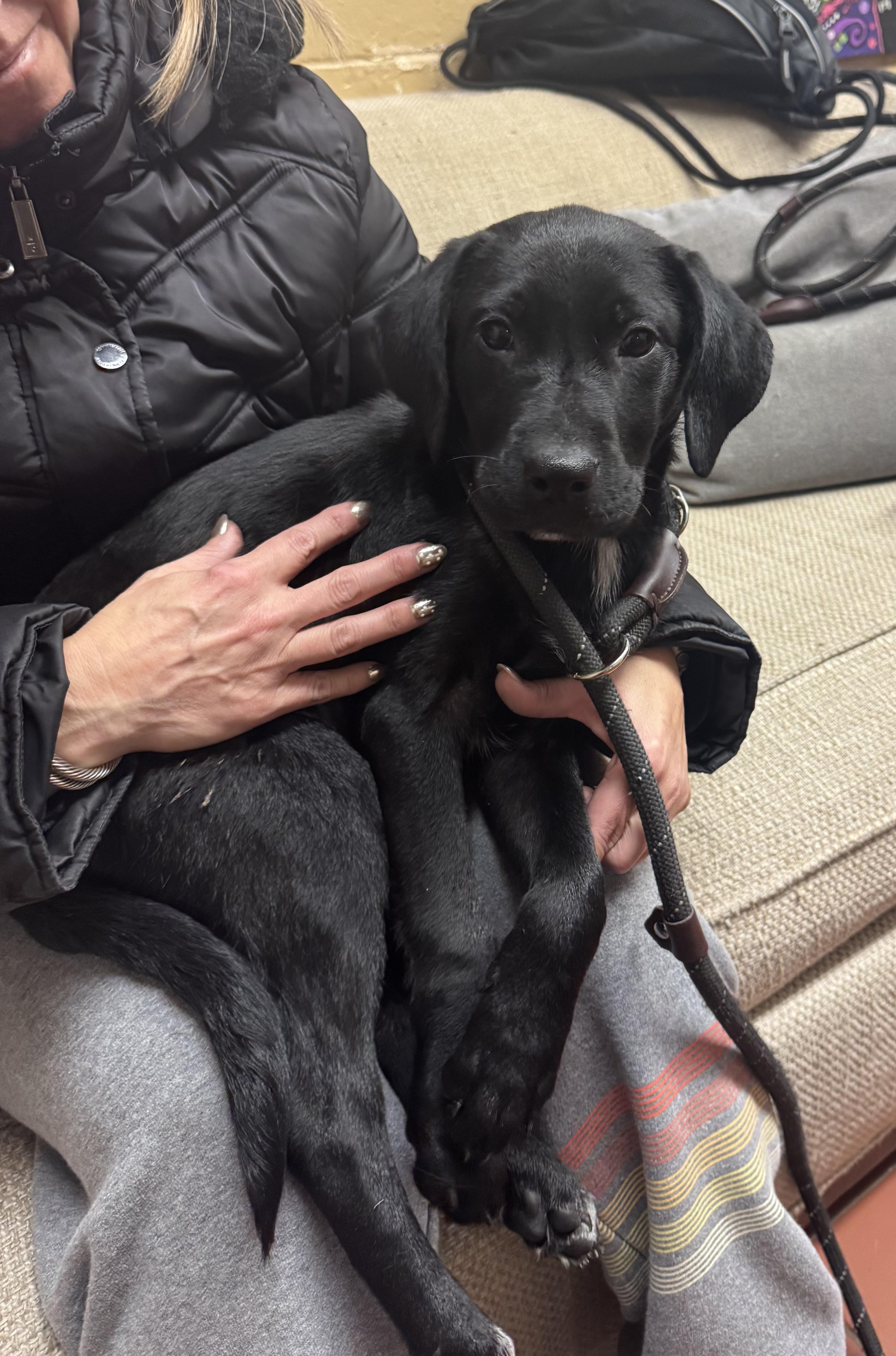Enlarge Tallulah, an adopted Labrador Retriever in Long Beach, NY image 4/4